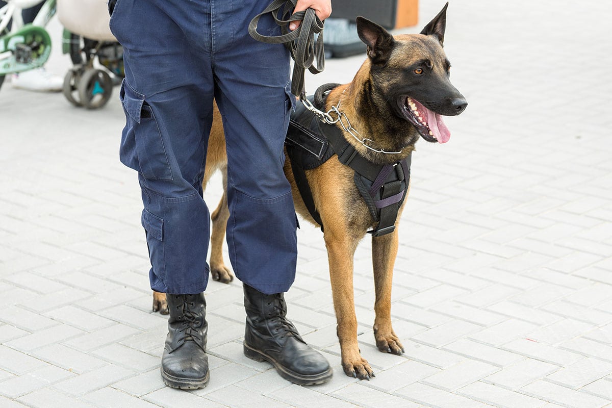Sécurité canine – Agent cynophile